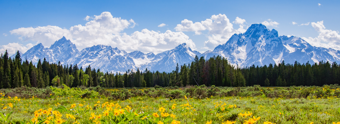 Trilipiderm’s Hero Ingredient: Medyssinian Lipid Complex and the Story of Innovation