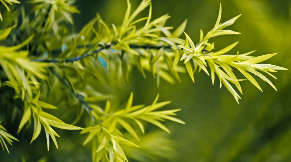 what-essential-oil-is-good-for-dry-skin-find-out-here