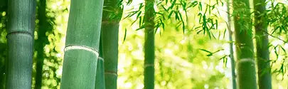 BAMBOO