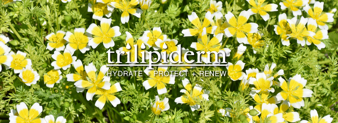 Trilipiderm Ingredient 101: How Our Skin Cell Science Works
