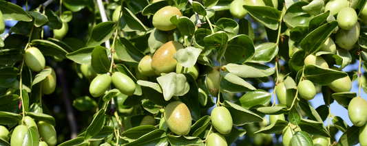 Close-up of a jojoba shrub bearing clusters of green seed pods among glossy leaves, the plant-based source of jojoba seed oil used in Trilipiderm's hydrating skincare formulas.