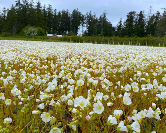 Meadowfoam (Limnanthes alba) harvested field in Oregon's Willamette Valley alongside a close-up of white meadowfoam blossoms in bloom
