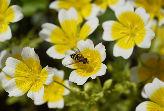 meadowfoam seed oil from meadowfoam flowers
