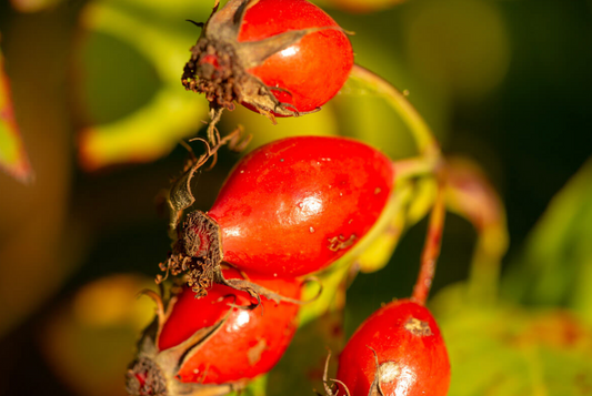 Close-up of ripe rosehip fruit (Rosa canina) rich in vitamin A and vitamin C used in skincare for collagen support and reducing fine lines