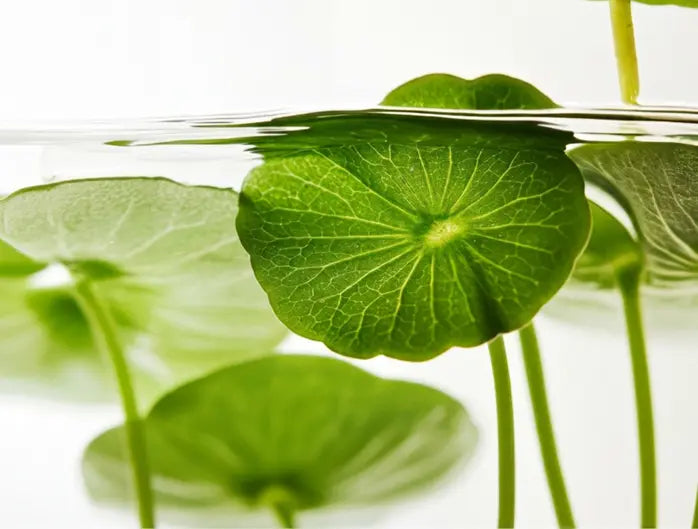 Centella Asiatica ingredient image