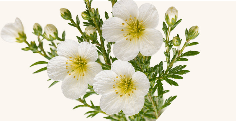 MEADOWFOAM SEED OIL