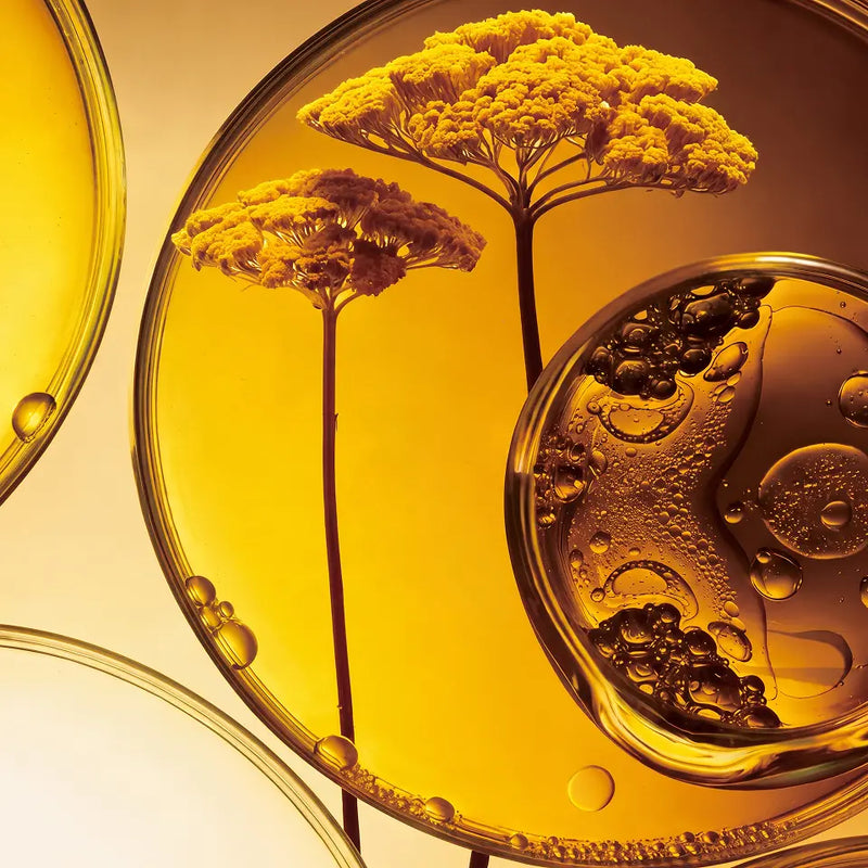 seed oils ingredient yellow serum flower seed oil skincare ingredient