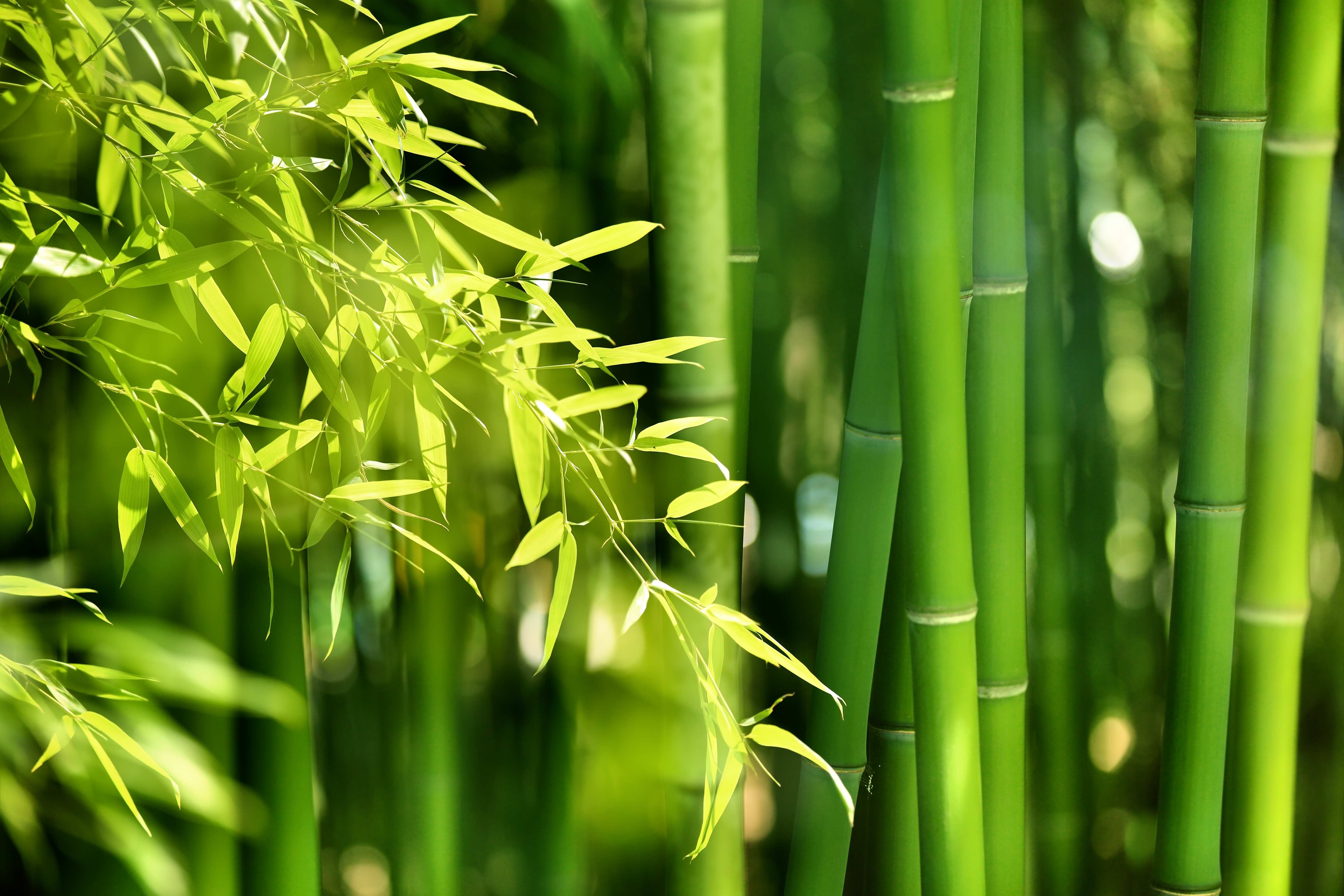 🎋 Why We Choose Bamboo Packaging